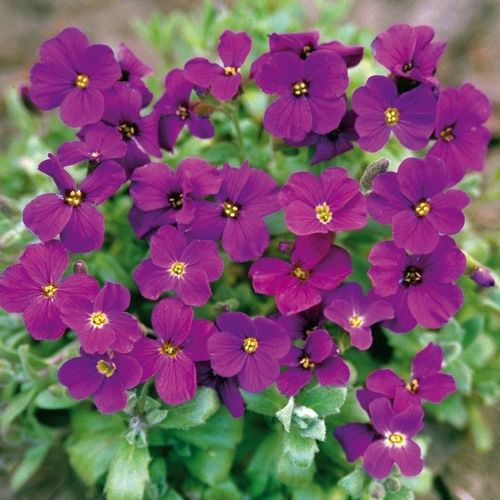 Deep Violet Aubrieta Flower Seeds for Planting – Heirloom Non-GMO High Germination Organic Seeds