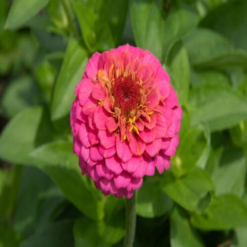 pink zinnia flower seeds
