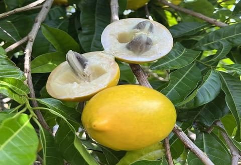 Yellow Caimito Seeds – Heirloom, Non-GMO, High Germination Organic Garden Seeds