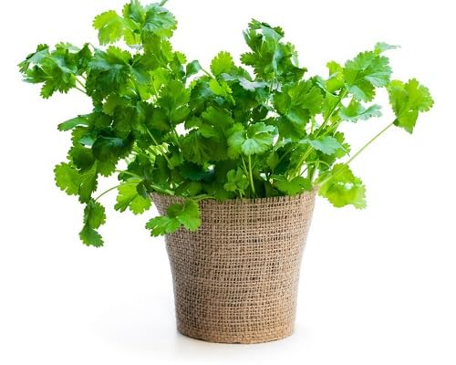 Coriander Plant Seeds Green Heirloom Non-GMO High Germination Organic Garden Seeds for Planting