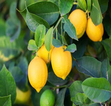 Yellow Lemon Tree Seeds – Heirloom, Non-GMO, High Germination Organic Garden Seeds
