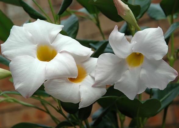 white mandevilla flower heirloom non-gmo seeds