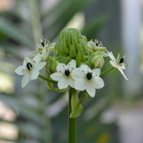 White Ornithogalum Saundersiae Flower Seeds Heirloom Non-GMO High Germination Organic Garden Seeds