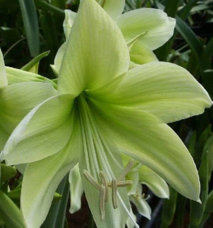 Green Amaryllis Flower Seeds – Heirloom, Non-GMO, High Germination Seeds