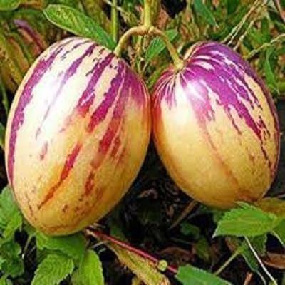 Purple Ginseng Melon Seeds – Heirloom, Non-GMO, High Germination Organic Garden Seeds