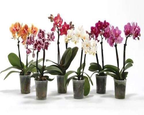 Mixed Phalaenopsis Orchids Flower Seeds for Planting – Heirloom, Non-GMO, High Germination Organic Garden Seeds