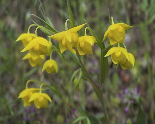 Yellow Calochortus Flower Seeds – Heirloom Non-GMO High Germination Organic Garden