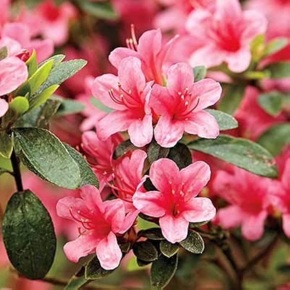 azalea flower flower seeds