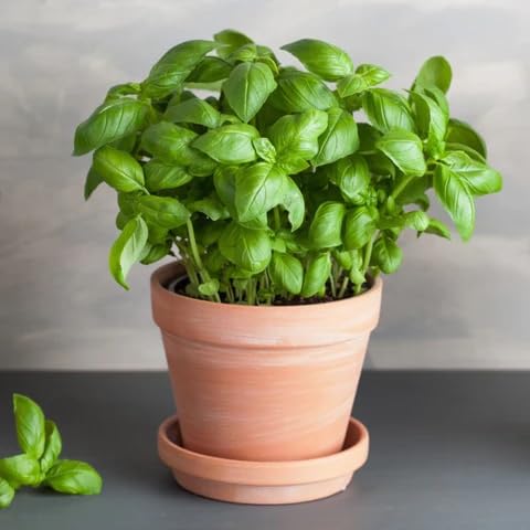 Green Ocimum Basilicum Plant Seeds Heirloom Non-GMO High Germination Organic Garden Seeds for Planting