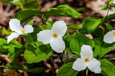 White Trillium Flower Seeds Heirloom Non-GMO High Germination Organic Garden Seeds for Planting