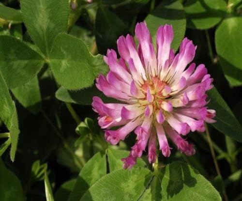 Pink Trifolium Flower Seeds – Heirloom, Non-GMO, High Germination Organic Seeds