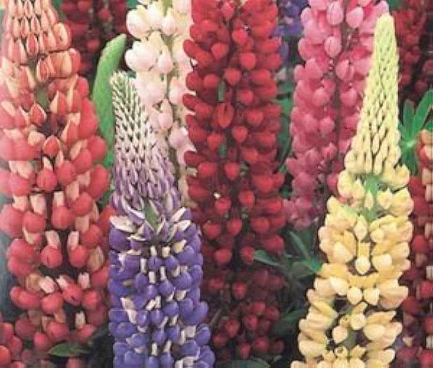 rainbow lupine flower seeds