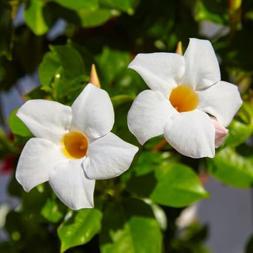 Dipladenia Sanderi Flower Seeds – Heirloom Non-GMO High Germination Organic Garden Seeds