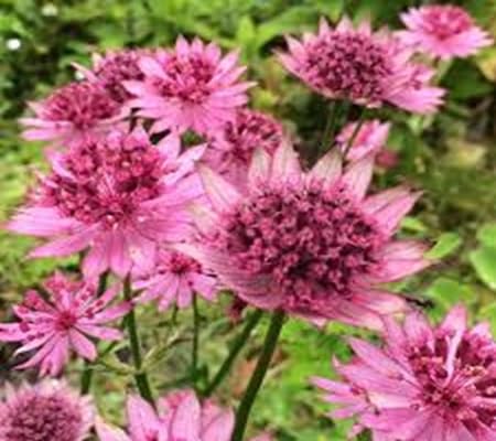 Masterwort Flower Seeds – Heirloom, Non-GMO, High Germination Organic Garden Seeds for Planting
