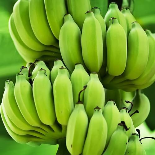 Green Banana Seeds – Heirloom, Non-GMO, High Germination Organic Garden Seeds