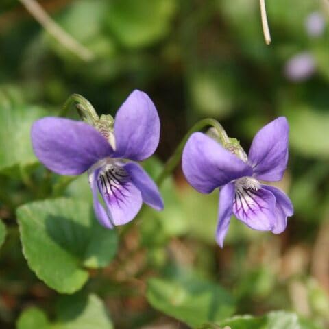 Riviniana Flower Seeds for Planting – Heirloom Non-GMO High Germination Organic Garden Seeds
