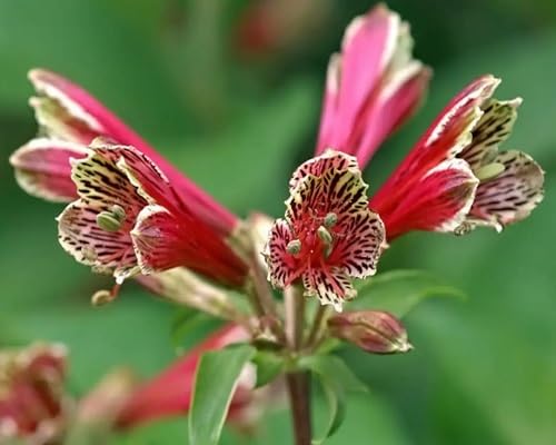 Red Alstroemeria Psittacina Flower Seeds – Heirloom, Non-GMO, High Germination Organic Seeds for Planting