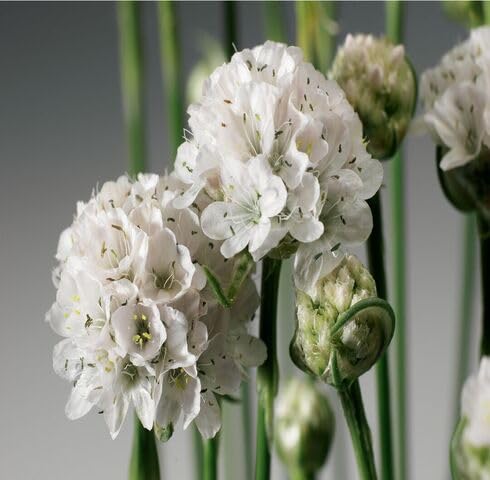 white armeria flower seeds