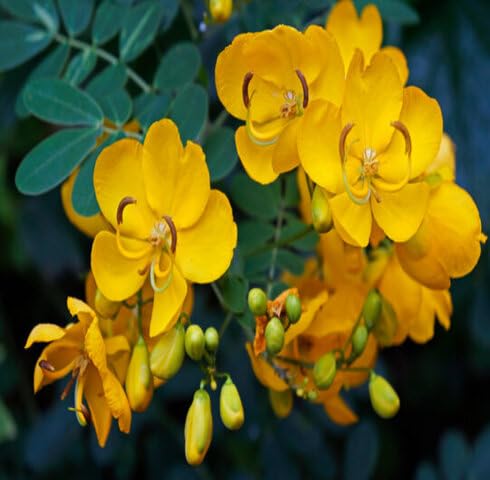Yellow Semen Cassiae Flower Seeds Heirloom Non-GMO High Germination Organic Garden Seeds for Planting
