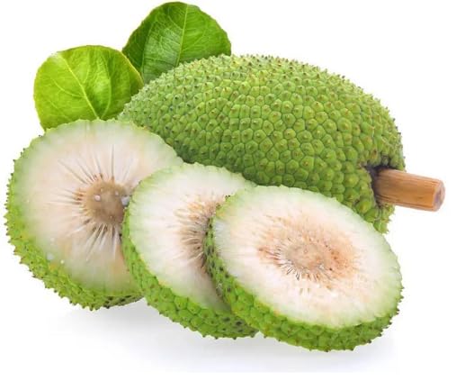 Breadfruit Seeds Green – Heirloom, Non-GMO, High Germination Organic Garden Seeds