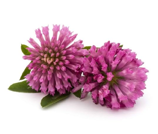 pink trifolium flower heirloom non-gmo seeds