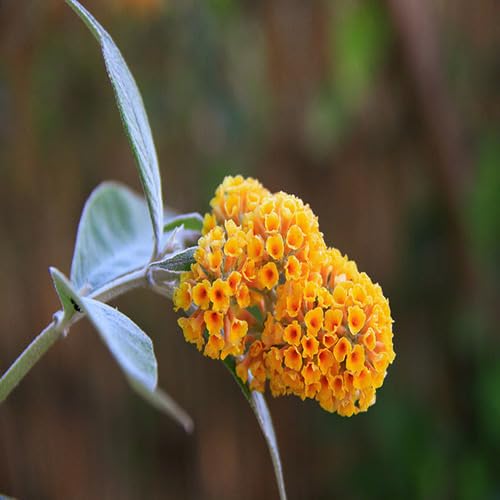 Semillas de flor de Buddleja – Cimarrón, sin OGM, semillas de jardín orgánicas de alta germinación para plantar