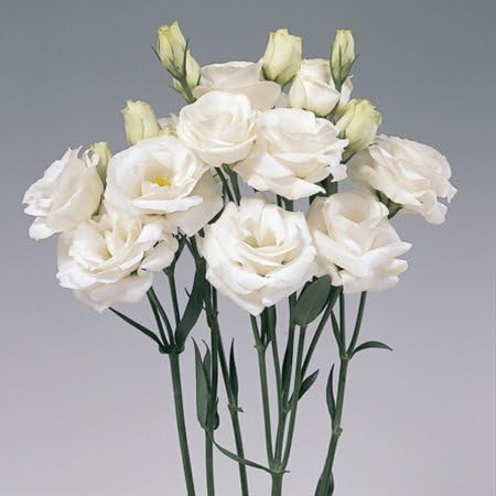 eustoma flower flower seeds