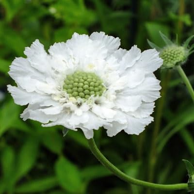 White Scabiosa Flower Seeds – Heirloom Non-GMO Organic Garden Seeds
