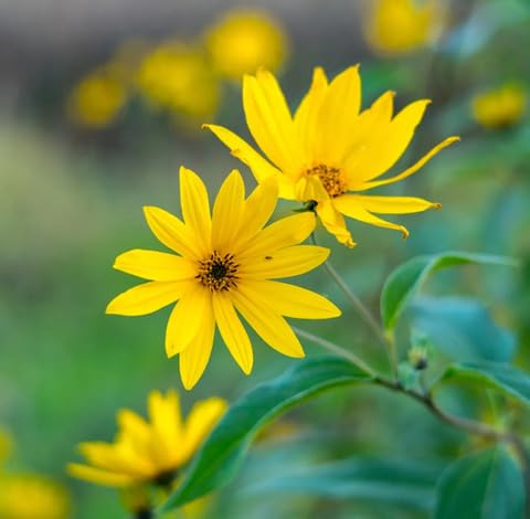 Yellow Helianthus Maximiliani Flower Seeds – Heirloom Non-GMO High Germination Organic Seeds