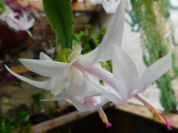 White Pink Schlumbergera Flower Seeds Heirloom Non-GMO High Germination Organic Garden Seeds for Planting