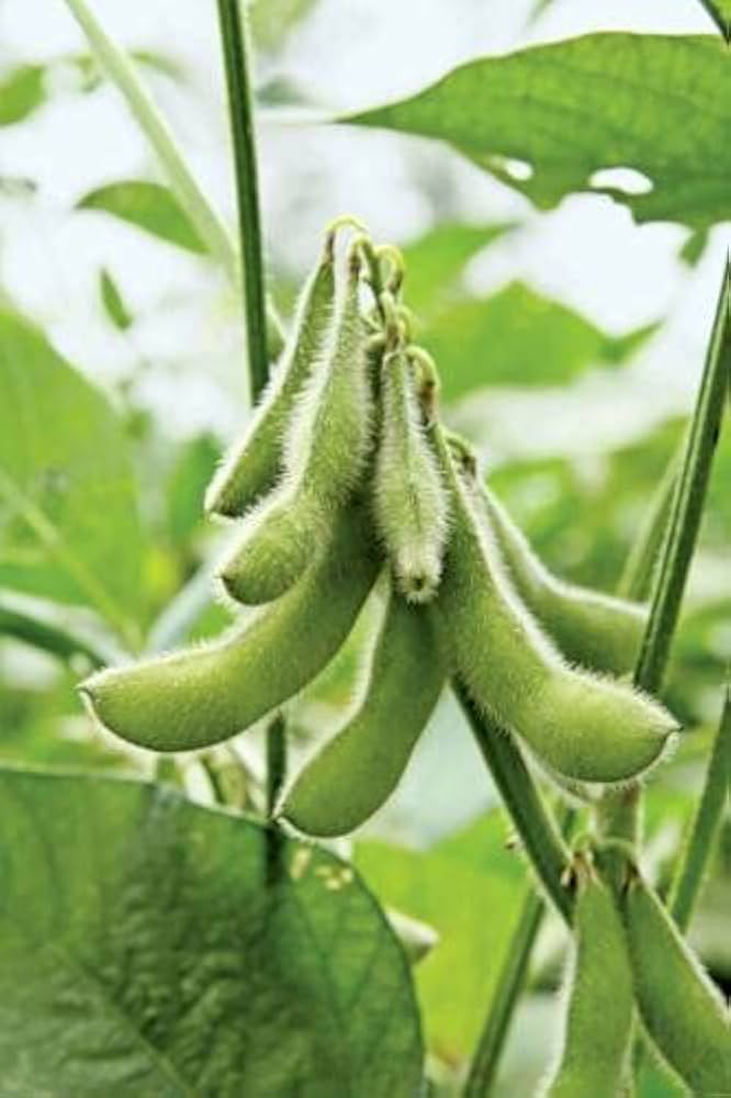 giant soybean flower seeds