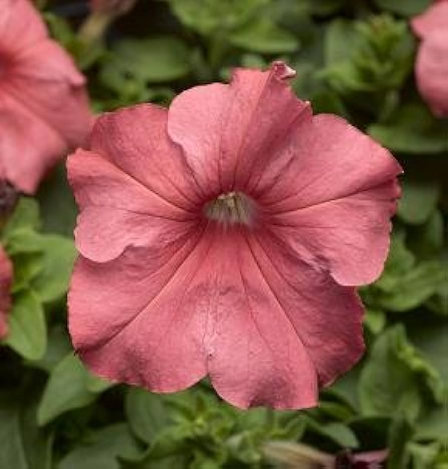 tritunia salmon flower seeds
