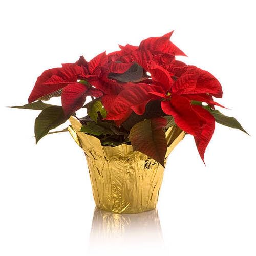 Red Poinsettia Flower Seeds – Heirloom Non-GMO High Germination Organic Garden
