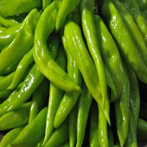 Chilli Pepper Seeds – Heirloom, Non-GMO, High Germination Organic Garden Seeds Planting