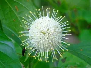 knopf bush flower seeds