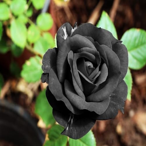 black rose flower seeds