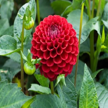 Red Dahlia Flower Seeds for Planting – Heirloom, Non-GMO, High Germination Organic Garden Seeds
