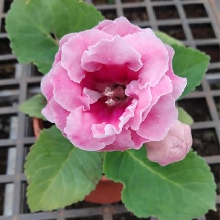 Gloxinia Flower Seeds Pink – Heirloom, Non-GMO High Germination Seeds for Planting | Organic Garden Seeds