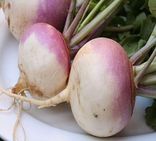 Purple White Rutabaga Seeds – Heirloom, Non-GMO, High Germination Organic Garden Seeds Planting