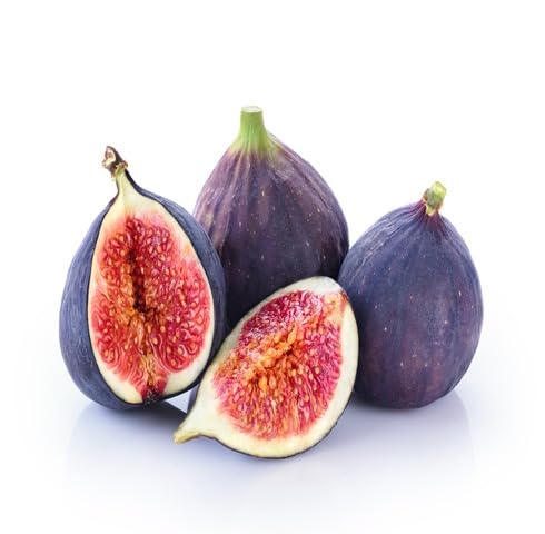 Purple Ficus Carica Seeds – Heirloom, Non-GMO, High Germination Organic Garden Seeds
