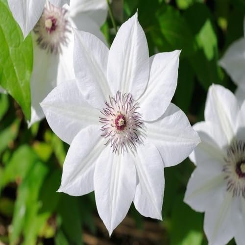 white clematis flower seeds