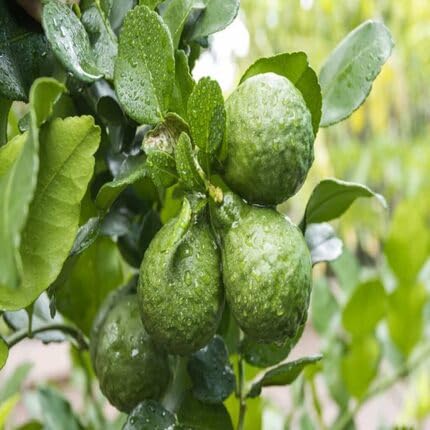 Kaffir Lime Seeds Green – Heirloom, Non-GMO, High Germination Organic Garden Seeds