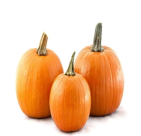 Pumpkin Seeds – Heirloom, Non-GMO, High Germination Organic Garden Seeds Planting