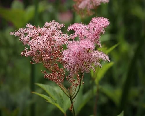 Pink Venusta Flower Seeds for Planting – Heirloom, Non-GMO, High Germination