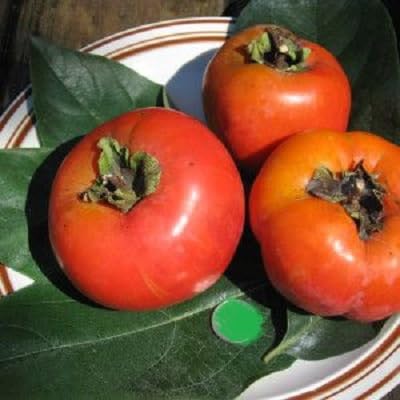 Red Permission Seeds – Heirloom, Non-GMO, High Germination Organic Garden Seeds