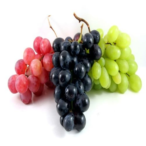Grapes Seeds – Heirloom, Non-GMO, High Germination Organic Garden Seeds