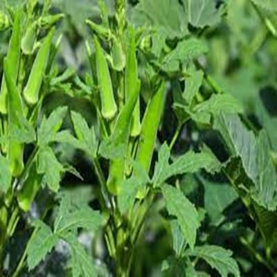 Okra Seeds – Heirloom, Non-GMO, High Germination Organic Garden Seeds Planting