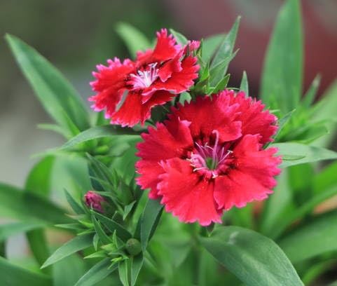 red dianthus flower heirloom non-gmo seeds