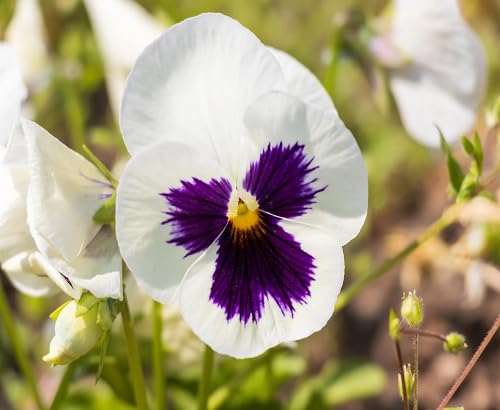 White Violet Pansy Flower Seeds Heirloom Non-GMO High Germination Organic Garden Seeds