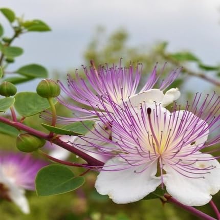 Semillas de flores de alcaparra moradas y blancas, reliquia, sin OMG, alta germinación, semillas orgánicas para plantar